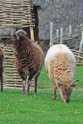Two Soay sheep standing before a wattle fence.